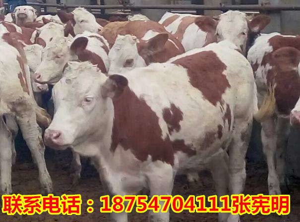 最新肉牛价格趋势分析（2017年）